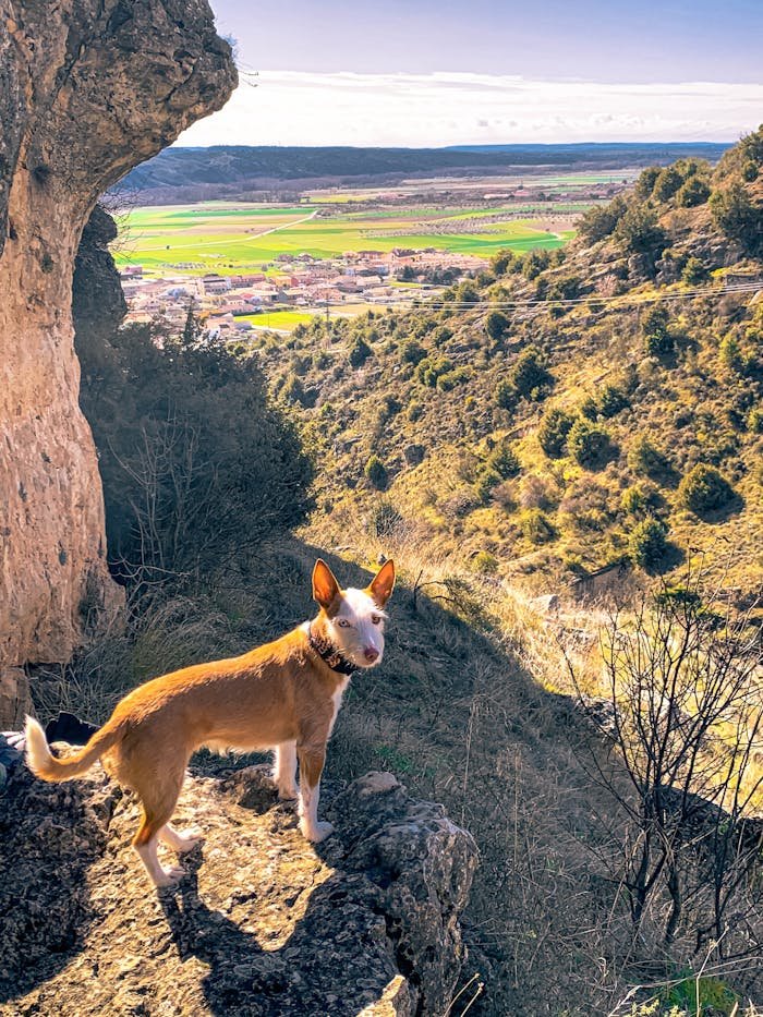 A dog standing on top of a cliff looking out over the valley